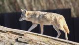 Coyote