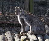 Lynx