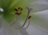 Amaryllis