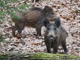 Wild boar adult and yearling