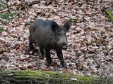 Wild boar feeling a need to chase the intruder