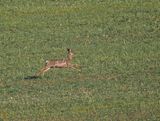Deer rushing to get away