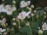 Clematis ready for a spectacular show