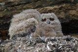 Baby eagle owls - one facing the camera and one facing sideways