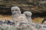 Baby eagle owls beginning to feel very tired