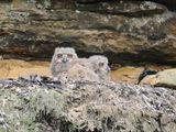 Baby eagle owls