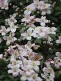 Clematis