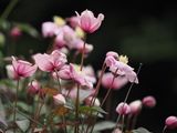 Clematis