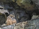 Eagle owls - two young ones with mummy owl keeping a watchful eye