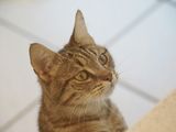 Mummy cat who brought six babies