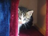 Kittens freshly arrived in May