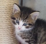 Kittens freshly arrived in May