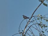 Common Cuckoo - coucou gris - Kuckuck - Guckuck . Cuculus canorus
