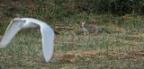 Fox cub with egret