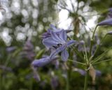 Agapanthus