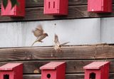 Sparrows sorting out residence rights