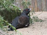 Capercaillie - male
