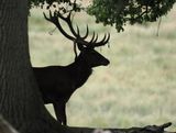 Red deer stag