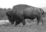 American bison BW