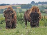 American bison