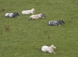 Bleu-Blanc-Belge cows