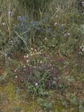 Blue and violet