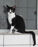 Kitten 4 months old