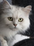 Persian - Sacred Birman cat