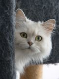 Persian - Sacred Birman cat