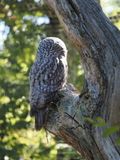 Great Grey Owl - Strix nebulosa