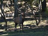 Stag