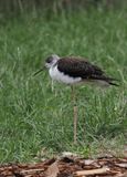 Black-winged Stilt - himantopus himantopus