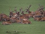 Hinds and stags