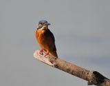 Kingfisher