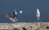Egret and gull