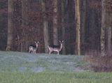 Fallow deer on a frosty winters day