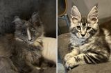 Baby cats