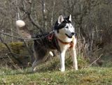 Husky