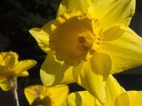 Daffodils on a sunny morning