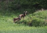 Mouflons
