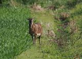 Mouflon