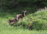 Mouflons