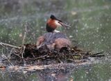 Great crested grebe