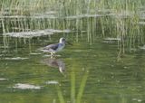 Greenshank - chevalier aboyeur - Grnschenkel - Grngpatt - Tringa nebularia