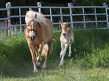 Mare with foal