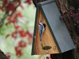 Blue tit