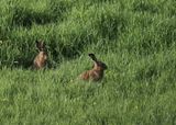 Hares