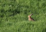Hare