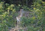 Fallow deer