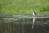 Grey heron